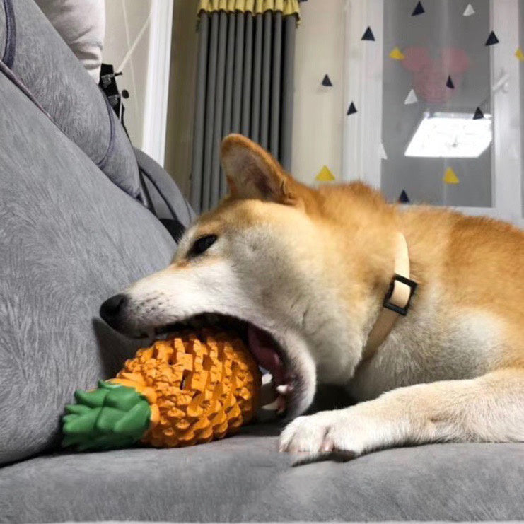 Funny Fruits Shape Dog ToyAmalgamite Pets My StoreCatOverview:
 


 Great for fun and entertainment
 
 Exercise the body of dog while playing, use as Christmas gifts
 
 The throwing toy can promote the relationship betFunny Fruits Shape Dog Toy Pet Teeth Clean Molar