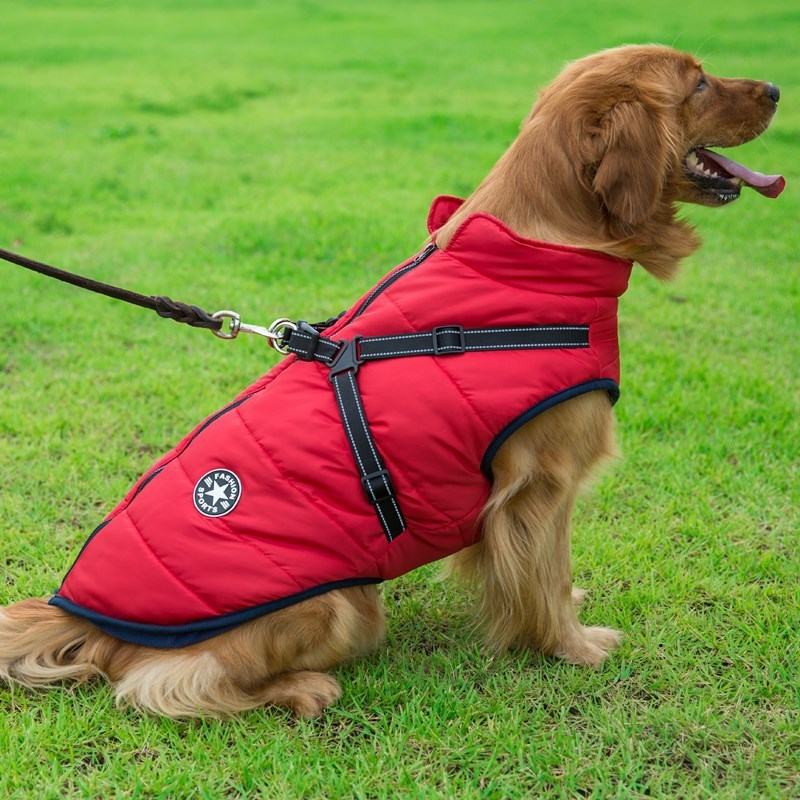 Golden retriever wearing a red breathable and washable dog cotton vest with harness on grass
