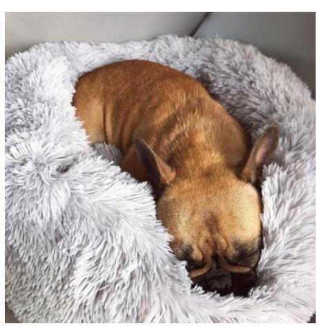 Luxury Round Pet Bed for Small Dogs & Cats – Plush Donut