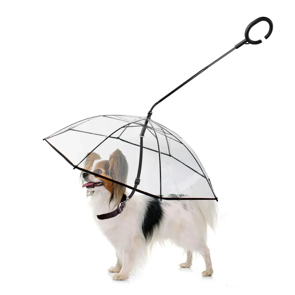 Small dog protected by clear canopy dog umbrella with adjustable handle and built-in leash for rainy weather walks